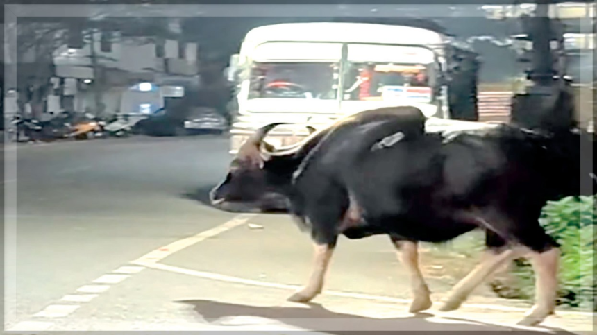 Wild Bison Sparks Panic in Ponda, Highlights Growing Man-Animal Conflict