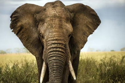 Wild Elephant Sightings in Mopa: Sarpanch Advises Residents to Avoid Night Travel