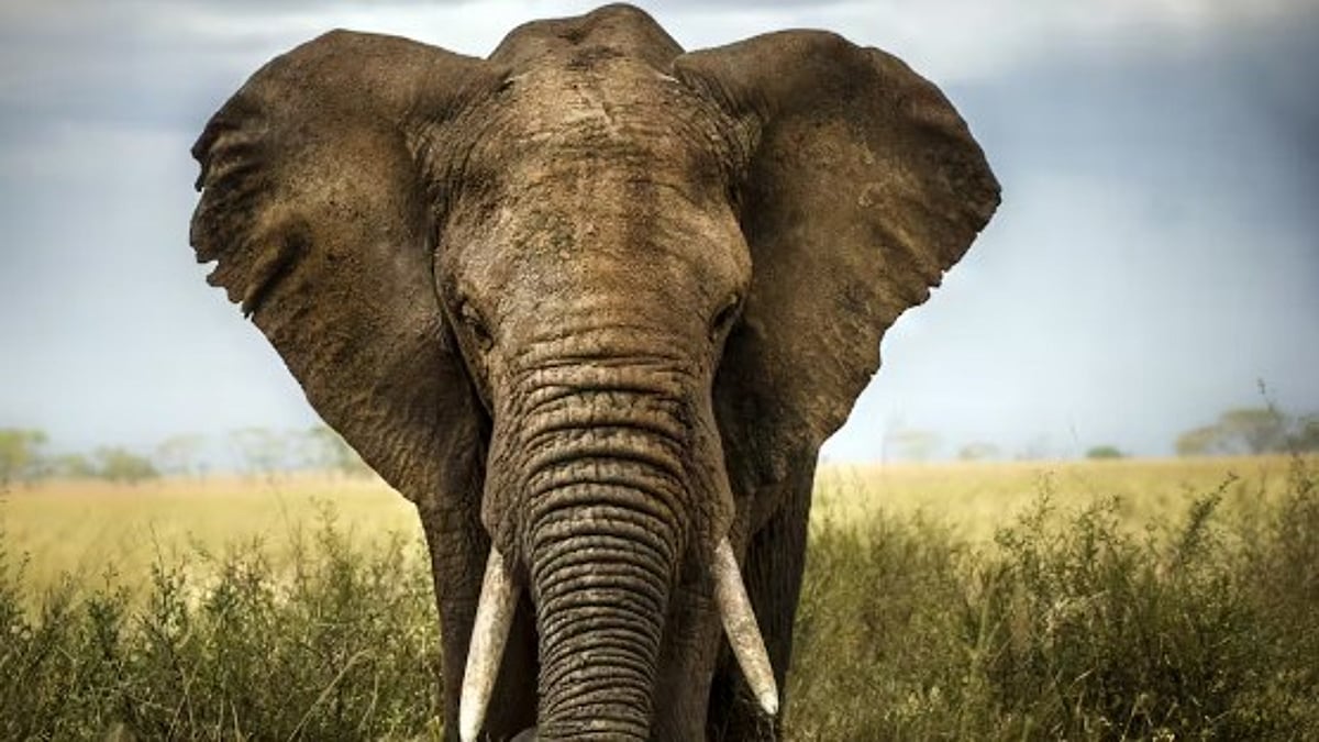 Wild Elephant Sightings in Mopa: Sarpanch Advises Residents to Avoid Night Travel