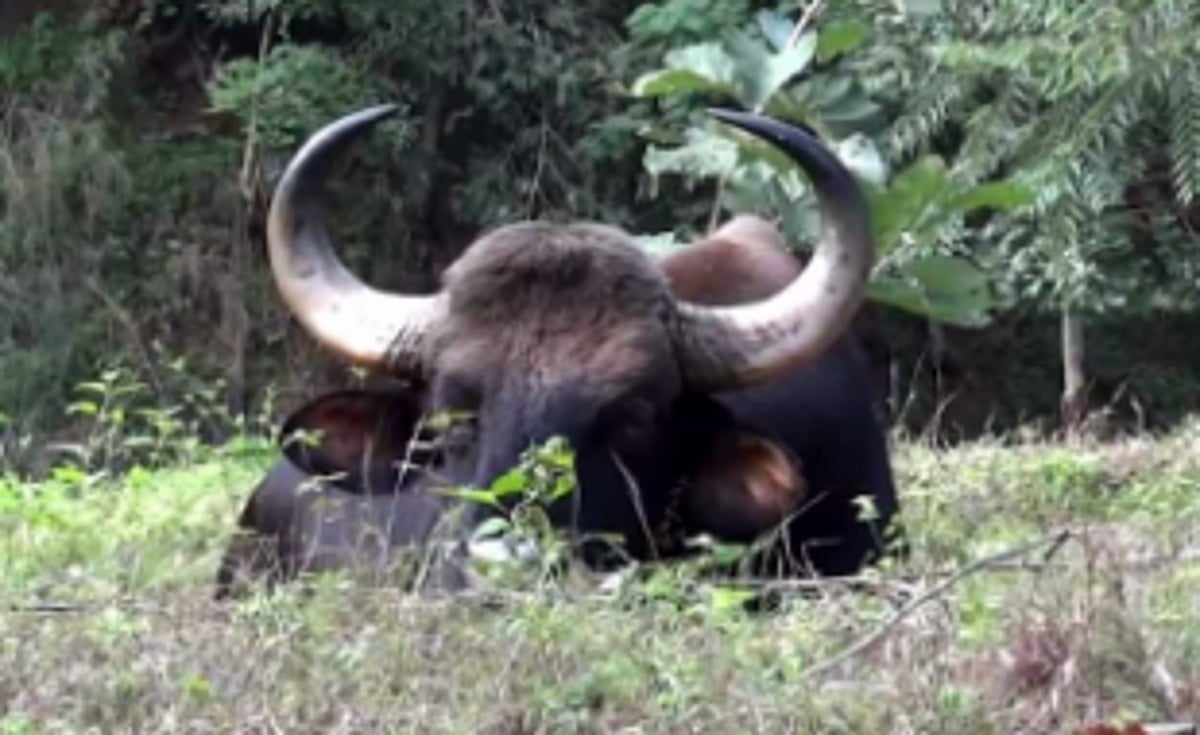 Wild Gaurs destroy  crops in Korgao