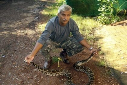 Wild and free: Navelim’s award-winning snake-catcher Julio Quadros has made conservation his life’s mission