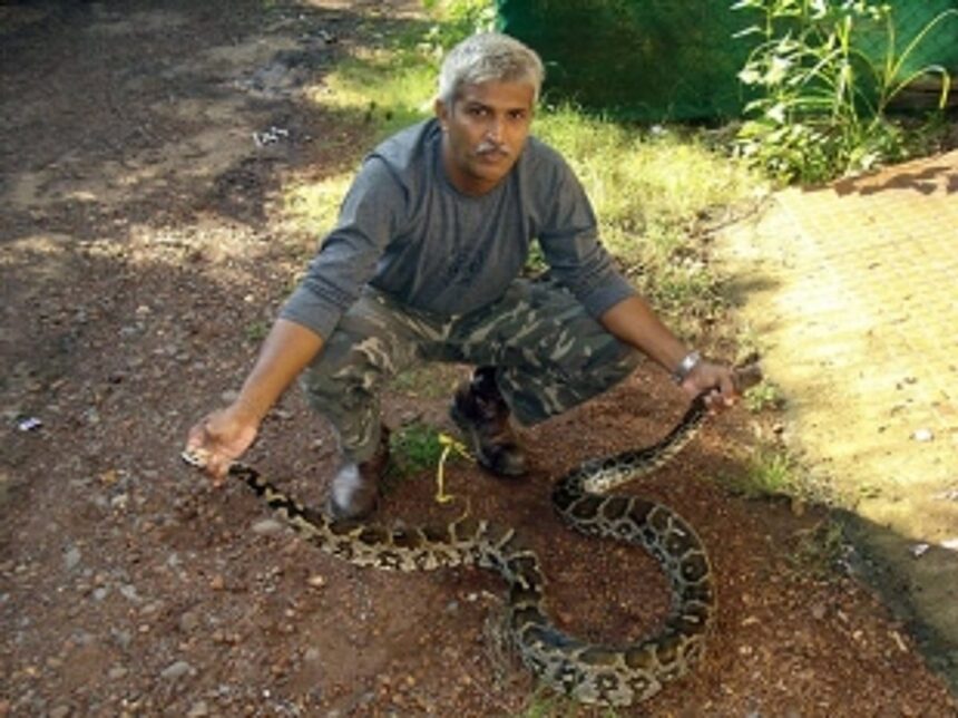 Wild and free: Navelim’s award-winning snake-catcher Julio Quadros has made conservation his life’s mission