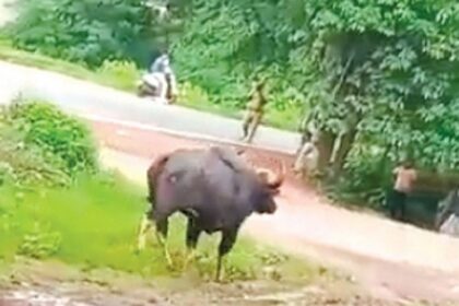 Wild bison roaming the streets of Usgao village sends locals into a panic