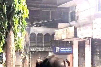 Wild bison runs out of forest space, now roams Ponda streets
