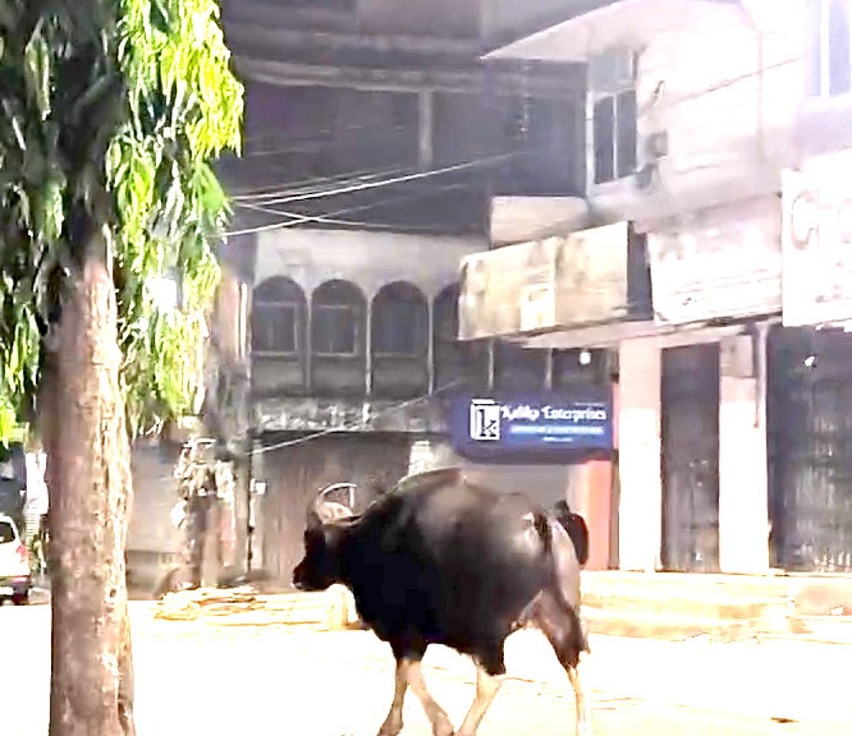 Wild bison runs out of forest space, now roams Ponda streets