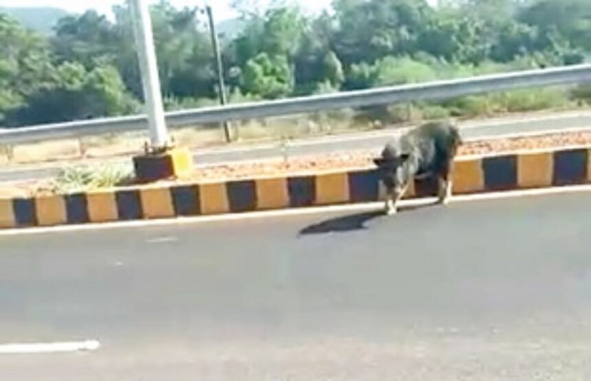 Wild boar caught up in traffic at Canacona