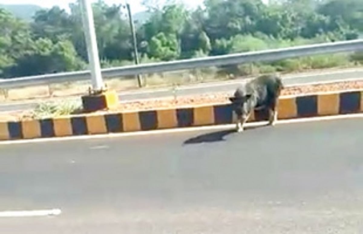 Wild boar caught up in traffic at Canacona