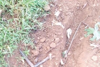 Wild boar damage sweet potato cultivation at Nanoda, Bambar