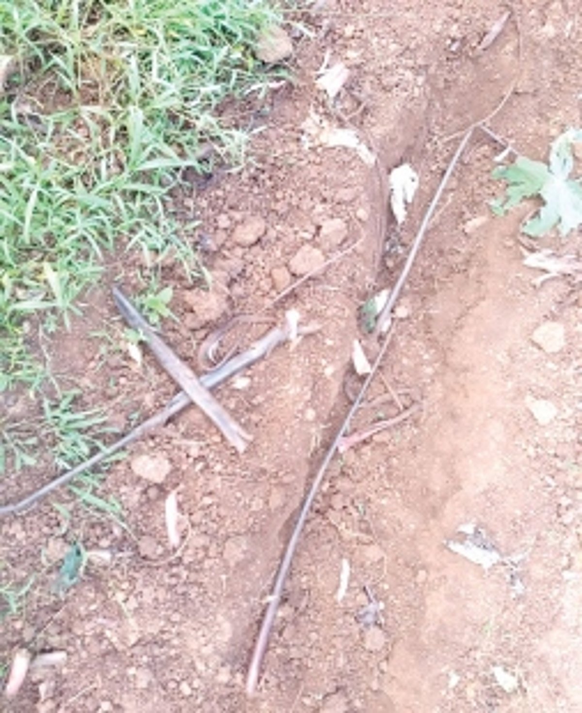 Wild boar damage sweet potato cultivation at Nanoda, Bambar