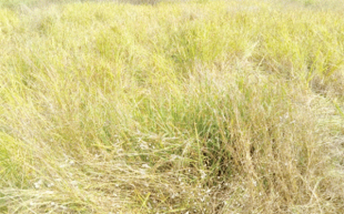 Wild boar destroy crops in Korgao