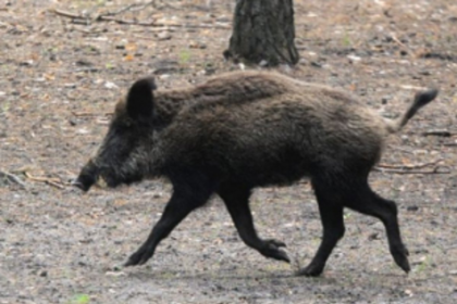 Wild boar kills   Varkhand resident
