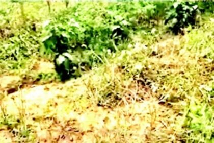 Wild boar raid chilli plantation in Mandrem, farmers raise alarm, demand compensation