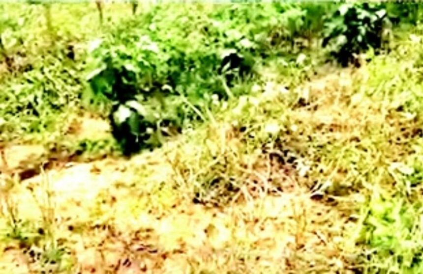 Wild boar raid chilli plantation in Mandrem, farmers raise alarm, demand compensation