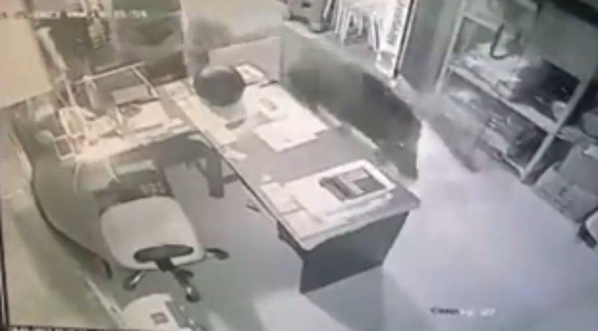 Wild boar run amok, break into shop at  Canacona, damage glass cupboards