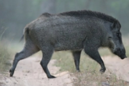 Wild boar to be  declared ‘vermin’