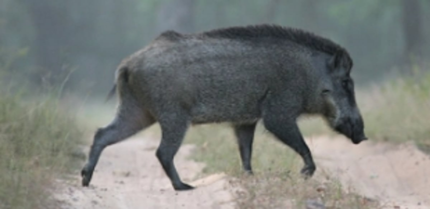 Wild boar to be declared ‘vermin’ 1 Wild boar to be declared ‘vermin’
