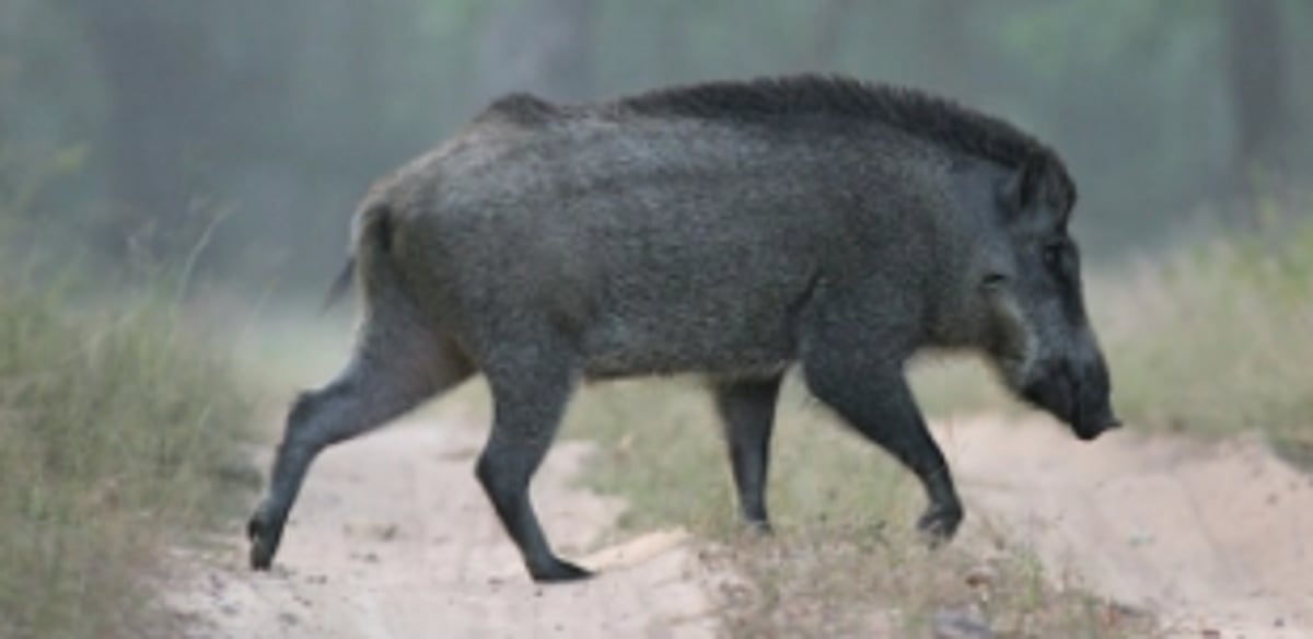 Wild boar to be  declared ‘vermin’