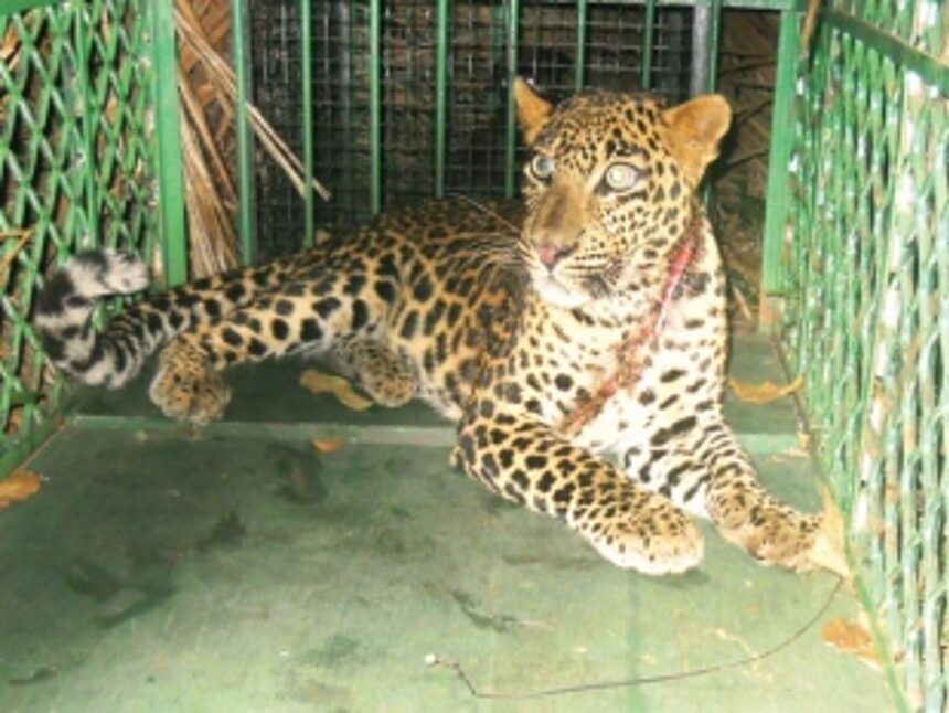 Wild cats return to  ‘terrorize’  Bicholim villages