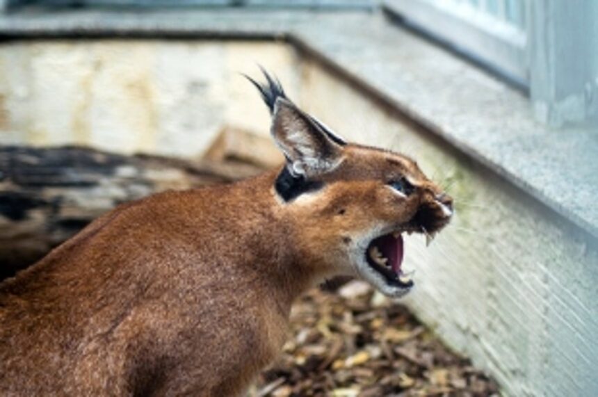 Wildcat attack victims  await compensation