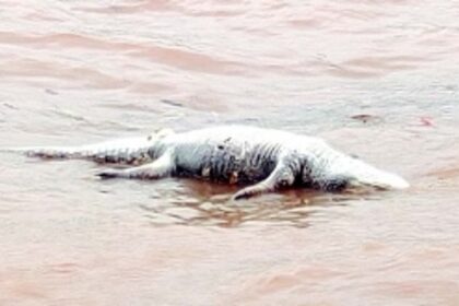 Wildlife conservationists alarmed over spike in marine animal deaths, call for investigation & protective steps