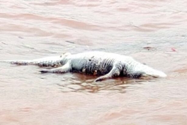 Wildlife conservationists alarmed over spike in marine animal deaths, call for investigation & protective steps