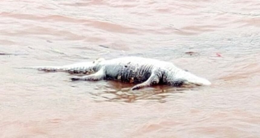 Wildlife conservationists alarmed over spike in marine animal deaths, call for investigation & protective steps