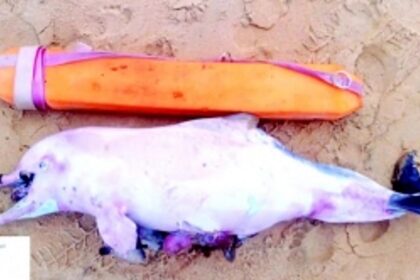 Wildlife rescuers ask public help after spate  of marine life emergencies