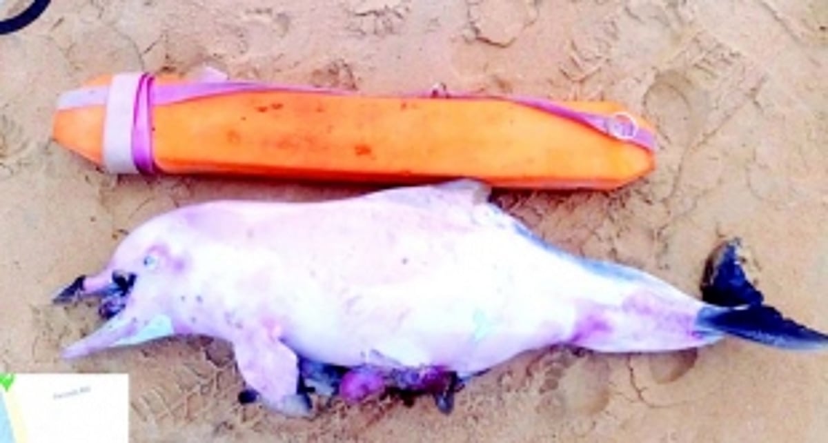 Wildlife rescuers ask public help after spate  of marine life emergencies