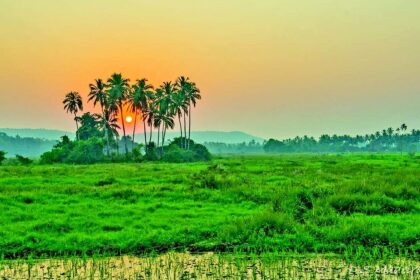 Will Siolim fields ever be cultivated?