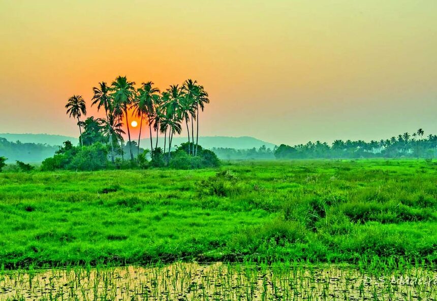 Will Siolim fields ever be cultivated? 1 Will Siolim fields ever be cultivated?
