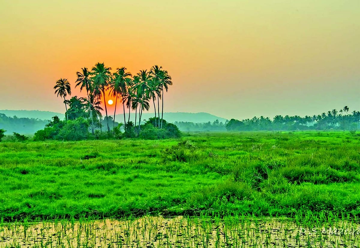 Will Siolim fields ever be cultivated?