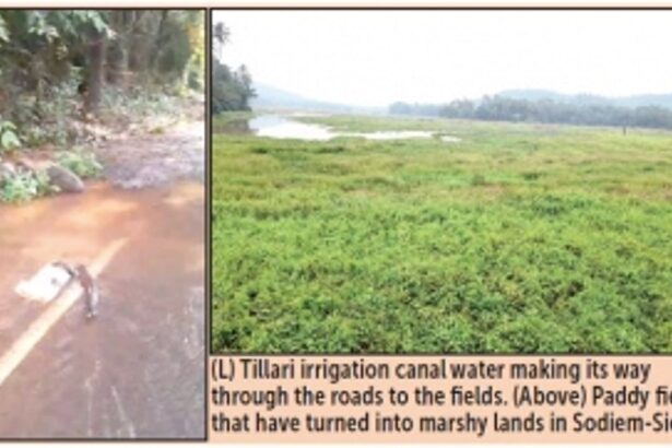 Will Siolkars save their fields  that have been ‘drowned’ by Tillari?
