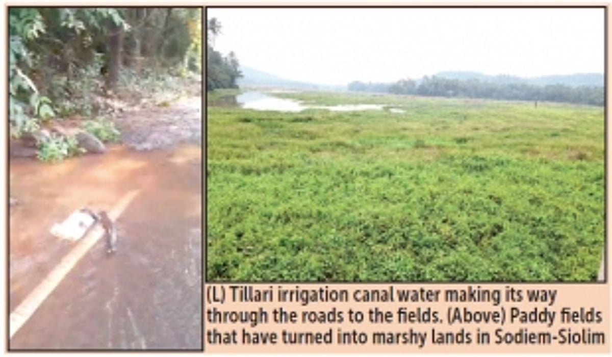 Will Siolkars save their fields  that have been ‘drowned’ by Tillari?