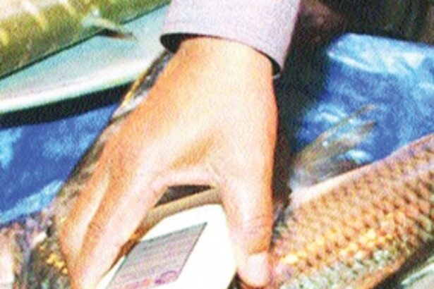 Will complete examination of 1260 fish samples by March: FSSAI to HC