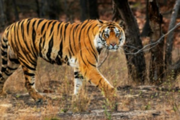 Will indecisive government again ignore tiger spotting?