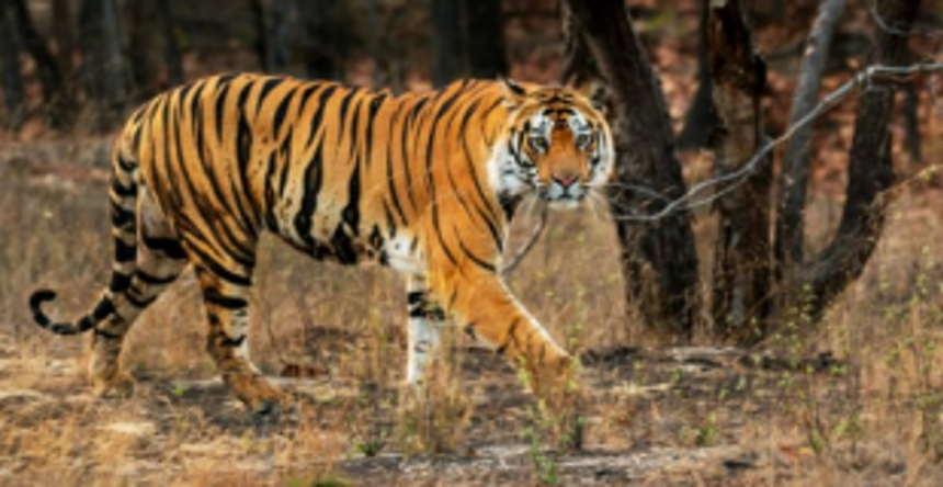 Will indecisive government again ignore tiger spotting?