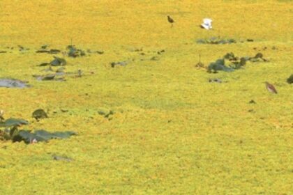 Will international biodiversity day see Goan youth taking over environmental movements?