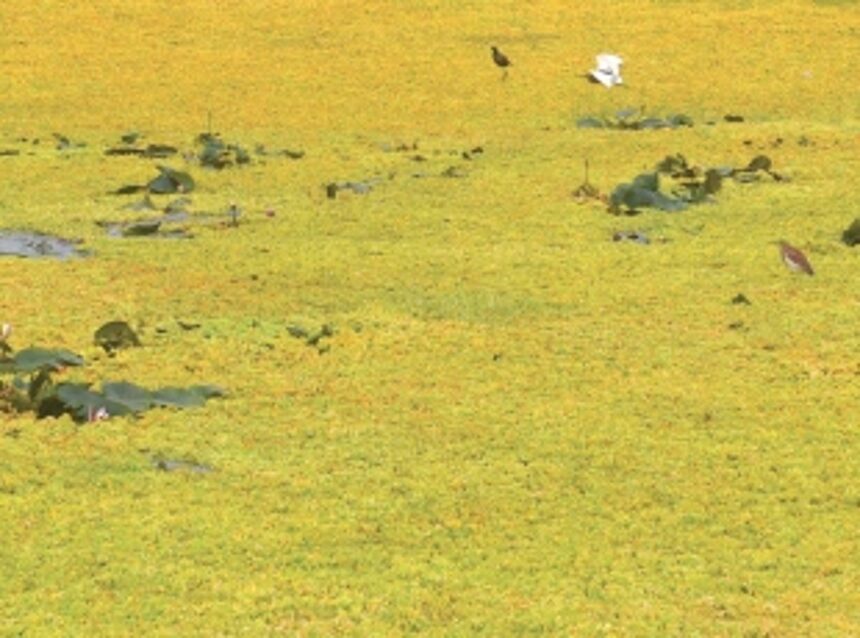 Will international biodiversity day see Goan youth taking over environmental movements?