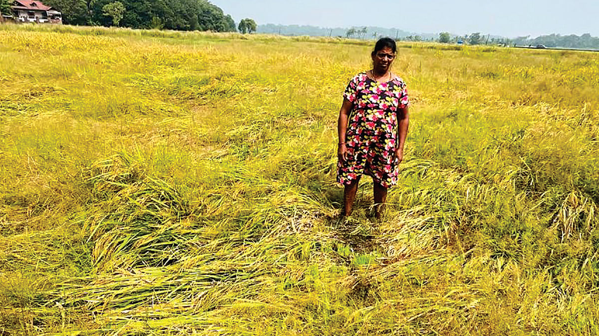 Will the Agriculture Dept be sympathetic to farmers for crop loss?