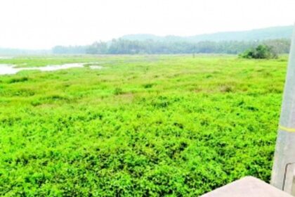 Will these fields ever be cultivated?