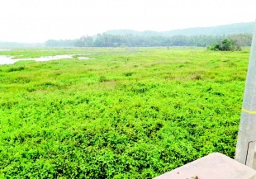 Will these fields ever be cultivated?