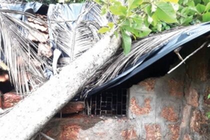 Winds wreak havoc in Aldona