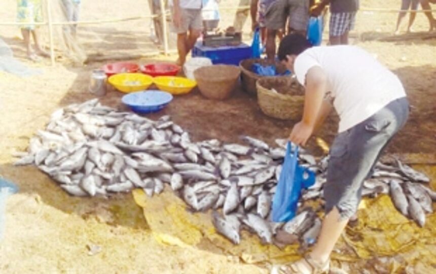 With a dip in traditional lake fish harvest, Curtorkars worried about returns