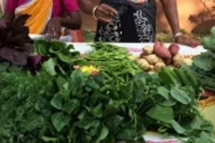 With entry of local veggies, prices drop