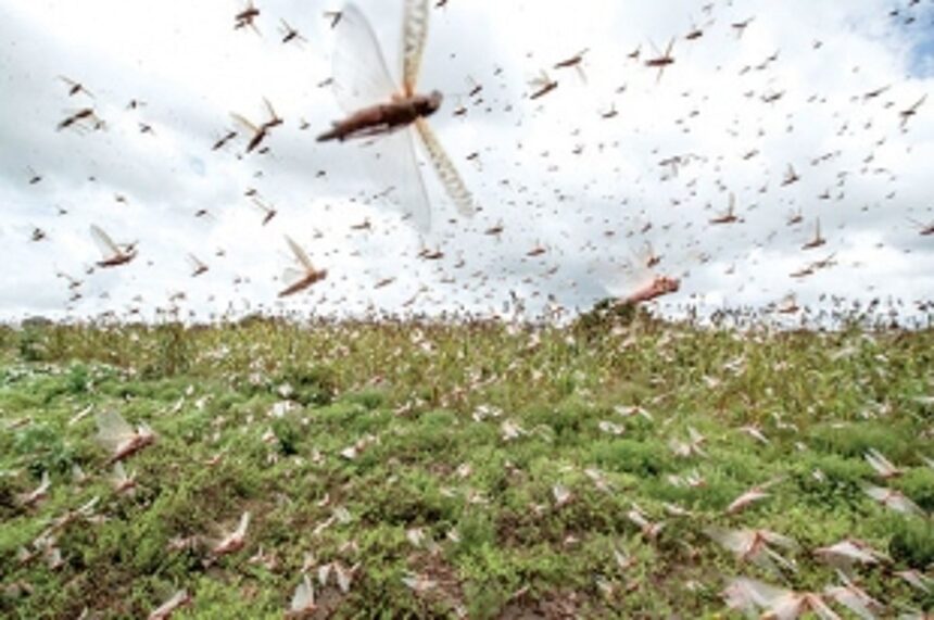 With other States attacked by locusts, Agri dept monitoring situation in Goa