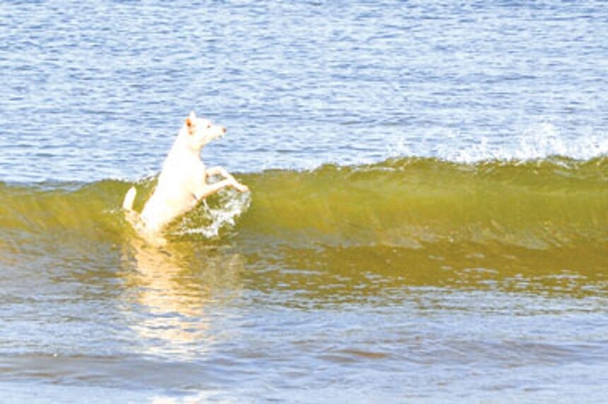 With temperatures shooting up exponentially, a stray dog takes a dip 1 With temperatures shooting up exponentially, a stray dog takes a dip