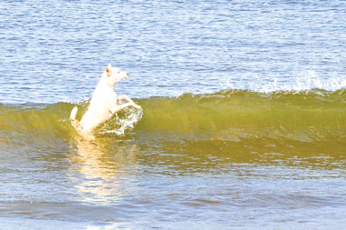 With temperatures shooting up exponentially, a stray dog takes a dip