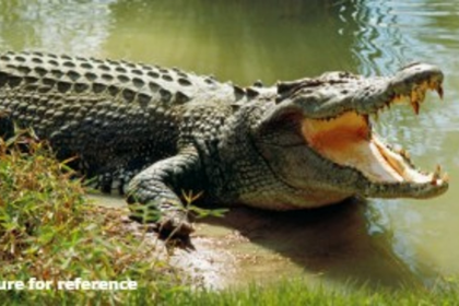 Woman Seriously Injured in Crocodile Attack While Washing Clothes at Saton-Dabal River in Goa