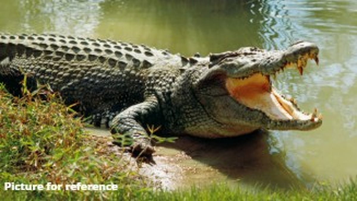 Woman Seriously Injured in Crocodile Attack While Washing Clothes at Saton-Dabal River in Goa