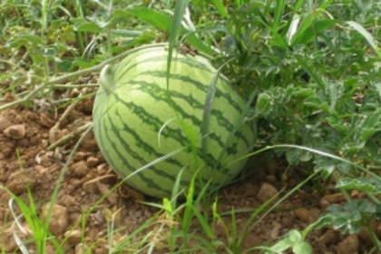 Worms ravage watermelon plantations in Verna, Nagoa, Majorda and Utorda